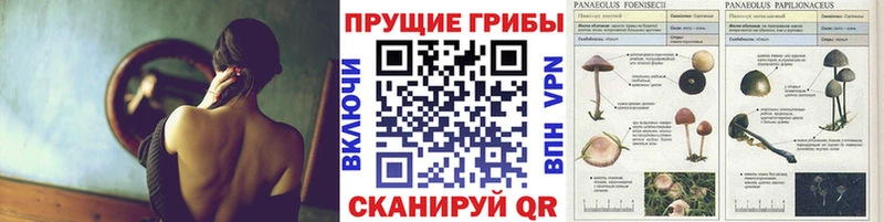 Галлюциногенные грибы прущие грибы  Купить закладки  Клинцы 